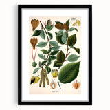 Vintage Botanical Illustration Art – Betula lenta Wall Art
