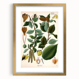 Vintage Botanical Illustration Art – Betula lenta Wall Art