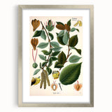 Vintage Botanical Illustration Art – Betula lenta Wall Art
