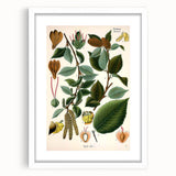 Vintage Botanical Illustration Art – Betula lenta Wall Art