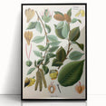 Vintage Botanical Illustration Art – Betula lenta Wall Art