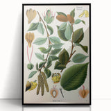 Vintage Botanical Illustration Art – Betula lenta Wall Art