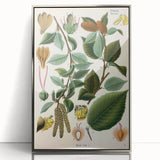 Vintage Botanical Illustration Art – Betula lenta Wall Art