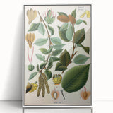 Vintage Botanical Illustration Art – Betula lenta Wall Art