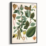 Vintage Botanical Illustration Art – Betula lenta Wall Art