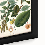Vintage Botanical Illustration Art – Betula lenta Wall Art