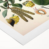 Vintage Botanical Illustration Art – Betula lenta Wall Art