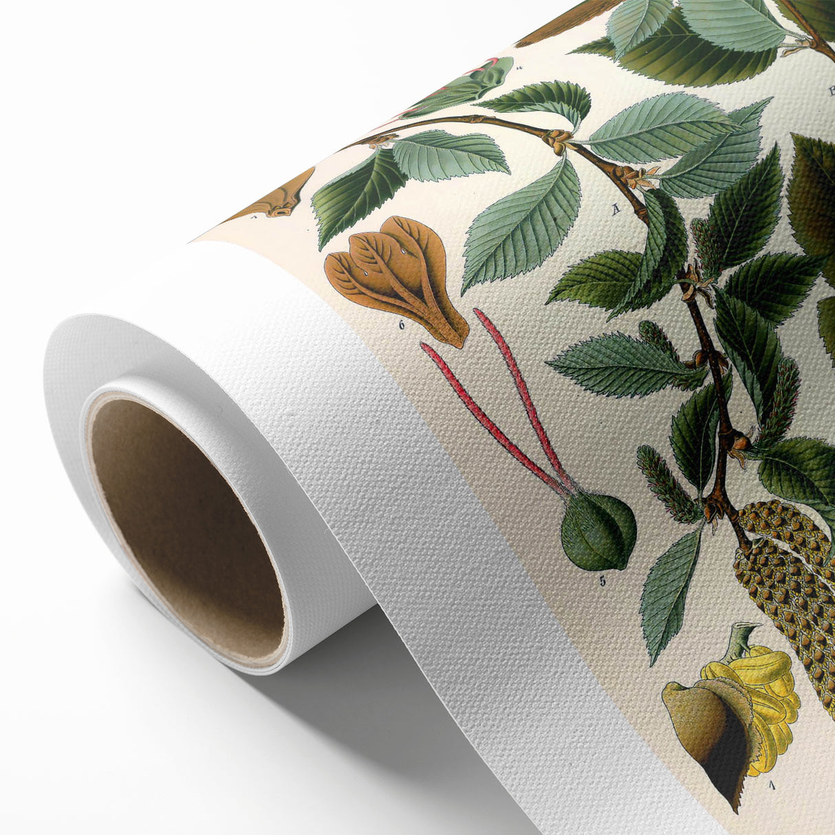 Vintage Botanical Illustration Art – Betula lenta Wall Art