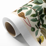 Vintage Botanical Illustration Art – Betula lenta Wall Art