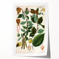 Vintage Botanical Illustration Art – Betula lenta Wall Art
