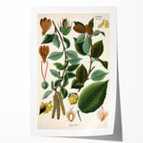 Vintage Botanical Illustration Art – Betula lenta Wall Art