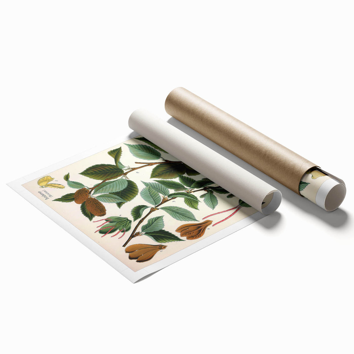 Vintage Botanical Illustration Art – Betula lenta Wall Art