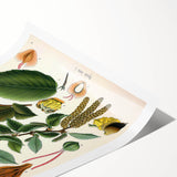 Vintage Botanical Illustration Art – Betula lenta Wall Art