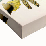 Vintage Botanical Illustration Art – Betula lenta Wall Art