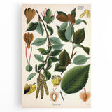 Vintage Botanical Illustration Art – Betula lenta Wall Art