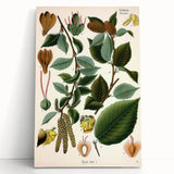 Vintage Botanical Illustration Art – Betula lenta Wall Art