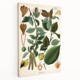 Vintage Botanical Illustration Art – Betula lenta Wall Art