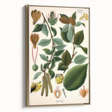 Vintage Botanical Illustration Art – Betula lenta Wall Art