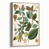 Vintage Botanical Illustration Art – Betula lenta Wall Art
