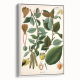 Vintage Botanical Illustration Art – Betula lenta Wall Art