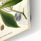 Vintage Botanical Illustration Art – Manihot utillisima Wall Art