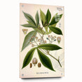 Vintage Botanical Illustration Art – Manihot utillisima Wall Art