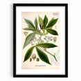 Vintage Botanical Illustration Art – Manihot utillisima Wall Art