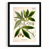 Vintage Botanical Illustration Art – Manihot utillisima Wall Art