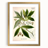 Vintage Botanical Illustration Art – Manihot utillisima Wall Art