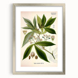 Vintage Botanical Illustration Art – Manihot utillisima Wall Art