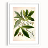 Vintage Botanical Illustration Art – Manihot utillisima Wall Art