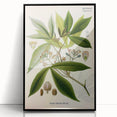 Vintage Botanical Illustration Art – Manihot utillisima Wall Art