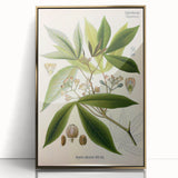 Vintage Botanical Illustration Art – Manihot utillisima Wall Art
