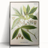 Vintage Botanical Illustration Art – Manihot utillisima Wall Art