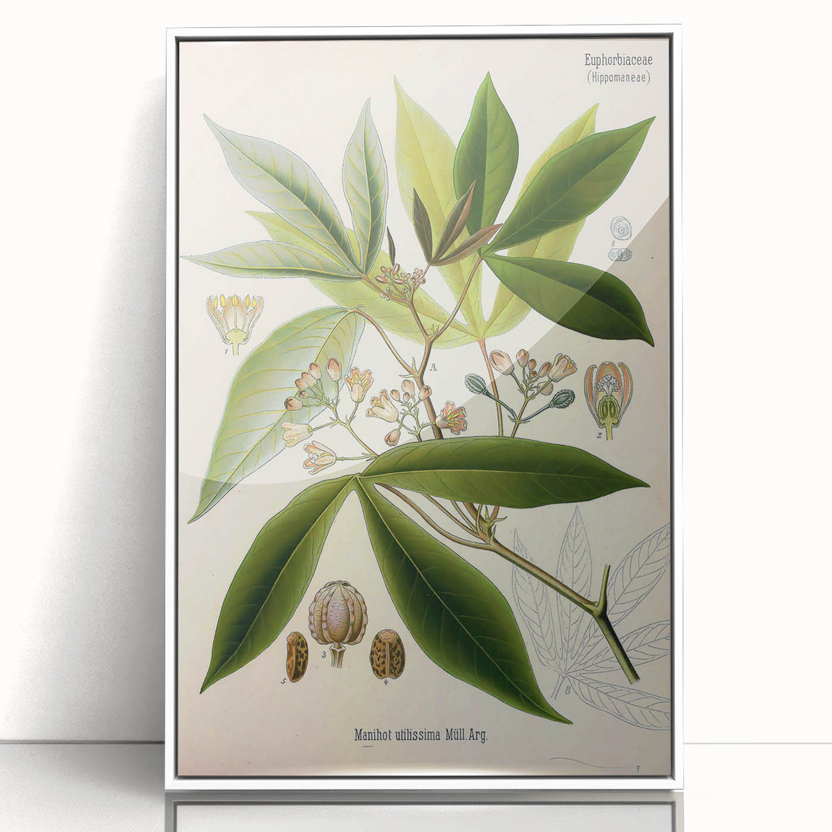 Vintage Botanical Illustration Art – Manihot utillisima Wall Art