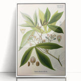 Vintage Botanical Illustration Art – Manihot utillisima Wall Art