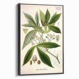 Vintage Botanical Illustration Art – Manihot utillisima Wall Art