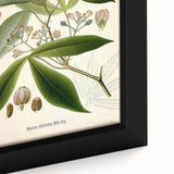 Vintage Botanical Illustration Art – Manihot utillisima Wall Art