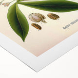 Vintage Botanical Illustration Art – Manihot utillisima Wall Art