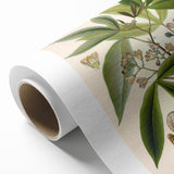 Vintage Botanical Illustration Art – Manihot utillisima Wall Art