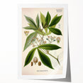 Vintage Botanical Illustration Art – Manihot utillisima Wall Art