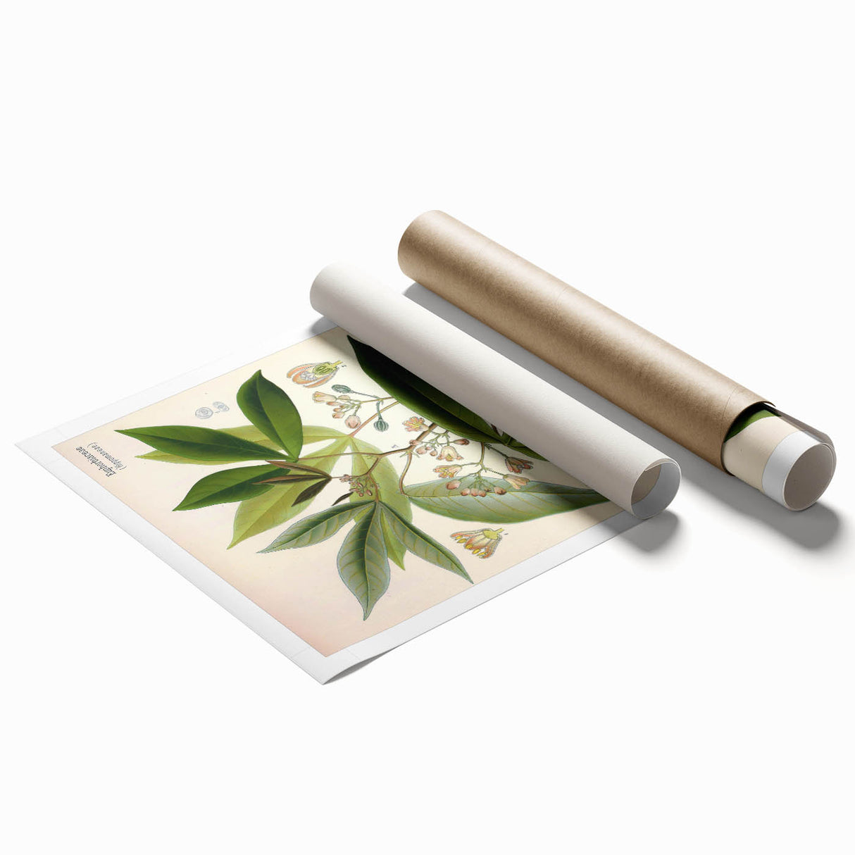 Vintage Botanical Illustration Art – Manihot utillisima Wall Art