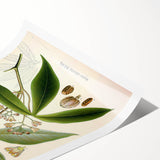 Vintage Botanical Illustration Art – Manihot utillisima Wall Art