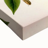 Vintage Botanical Illustration Art – Manihot utillisima Wall Art