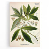 Vintage Botanical Illustration Art – Manihot utillisima Wall Art