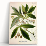 Vintage Botanical Illustration Art – Manihot utillisima Wall Art