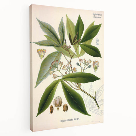 Vintage Botanical Illustration Art – Manihot utillisima Wall Art