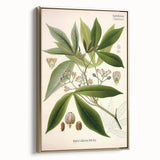Vintage Botanical Illustration Art – Manihot utillisima Wall Art