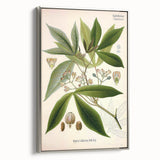 Vintage Botanical Illustration Art – Manihot utillisima Wall Art