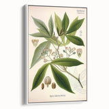 Vintage Botanical Illustration Art – Manihot utillisima Wall Art